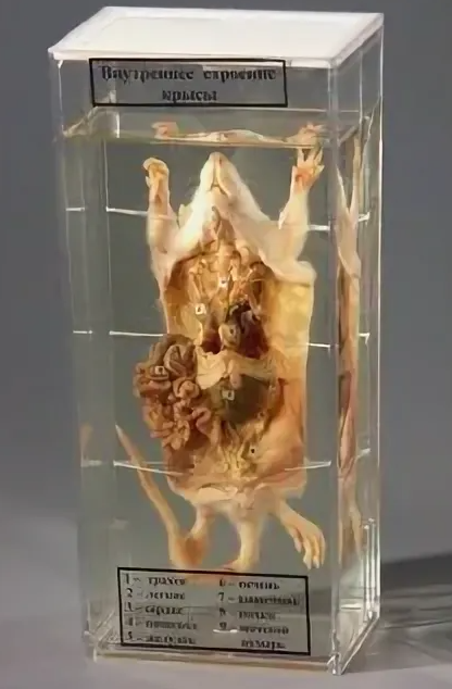 ВЫМВЫИВЫИВЫ