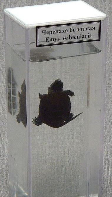 вымвыивыивысчы