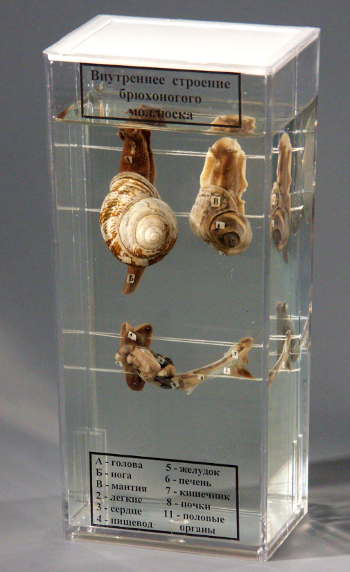 ВАИАВИАВИА