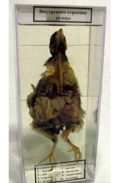 авмавиавиавыв