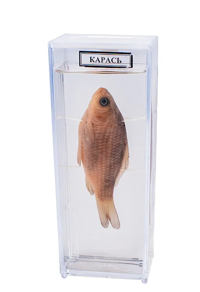 ВМВЫМПВЫПЫВ