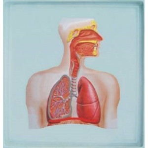Барельефная модель "Строение дыхательной системы человека"
