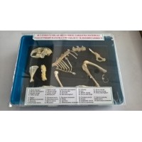 Раздаточный материал по скелету млекопитающего