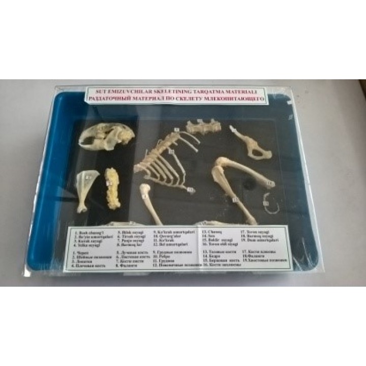 Купить Раздаточный материал по скелету млекопитающего