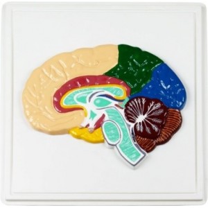 Барельефная модель «Строение головного мозга человека»