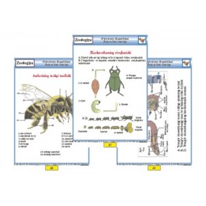 Комплект "Проекционные наглядно-методические пособия по предмету "Биология" (цветные, на прозрачных пленках) (150 листов)