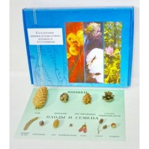 Коллекция  «Шишки, плоды, семена деревьев и кустарников»