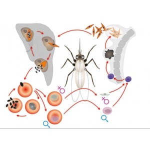 Модель-аппликация "Цикл развития малярийного плазмодия"