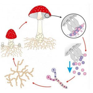 Модель – аппликация «Размножение шляпочного гриба»
