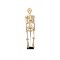Модель «Скелет человека» (85см)