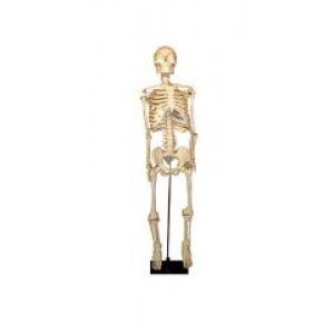 Модель «Скелет человека» (85см)