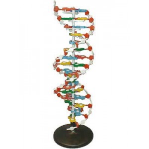 Модель структуры ДНК (разборная)