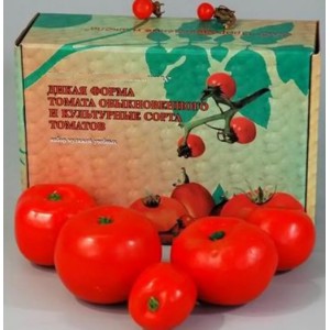 Набор муляжей "Дикая форма и культурные сорта томатов"